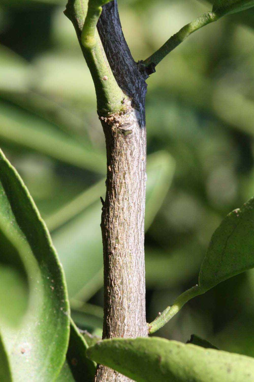              Second - third year twig (Riverside, CA)       